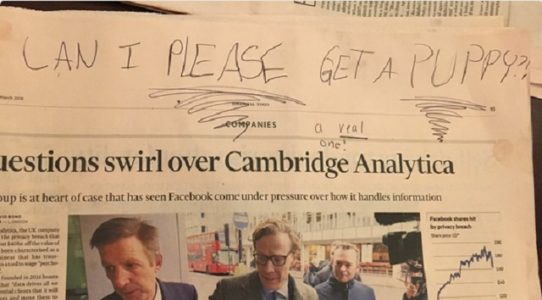 Daughter’s perfectly placed plea for a puppy goes viral