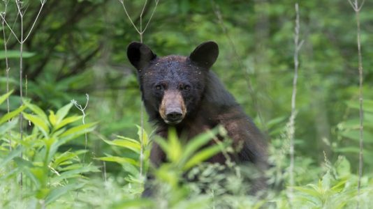 Tennessee family captures very close encounter with black bear outside their hotel room in viral video