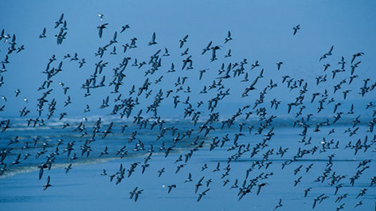 Weather radar picks up widespread bird migration