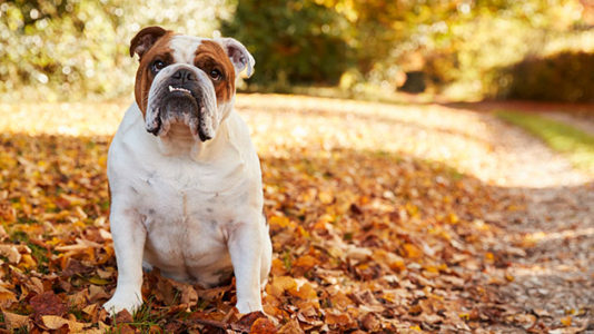 Indiana man arrested in disappearance of Gus the skateboarding dog