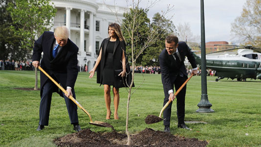 White House tree planted by Presidents Trump, Macron mysteriously vanishes