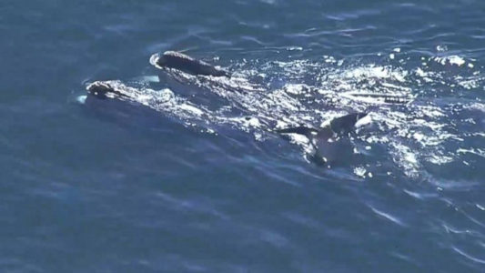 Dozens of endangered Right whales seen feeding off Massachusetts coast