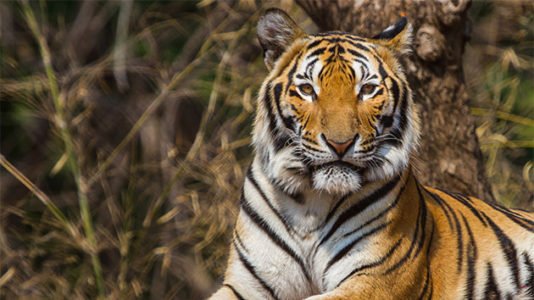 They called 911 to report a tiger in New York City, but that wasn’t quite right