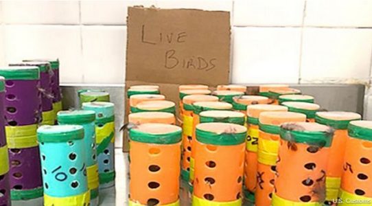 2 charged for allegedly smuggling 26 finches in hair curlers