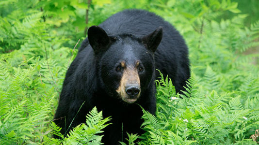 Five-year-old girl attacked, dragged by black bear