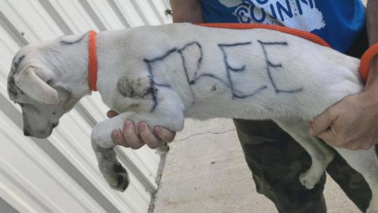 Abandoned dog found with writing all over her