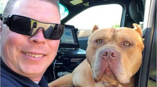 Police officer called for ‘vicious’ pit bull said the dog was ‘really loving’
