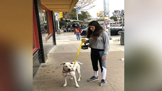 Middle school student creates website to match families with shelter pups