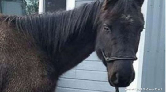A horse named Justice sues former owner for more than $100,000 for neglect