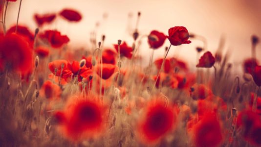 ‘Poppy memorial’ at National Mall honors 645,000 war dead on Memorial Day weekend