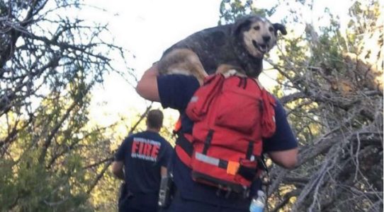 2 stranded hikers, incapacitated dog rescued with paramedic’s personal drone