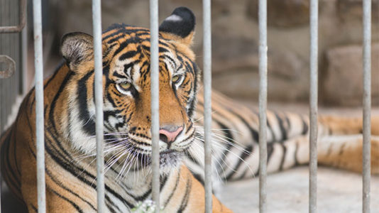Caged tiger, other ‘stressed’ animals at prom dance sparks uproar