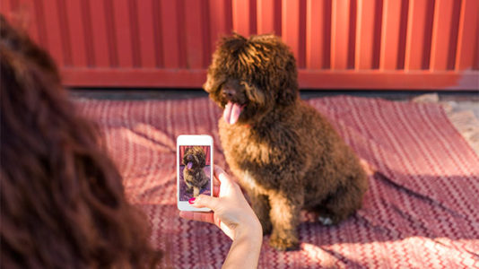 Dogs assemble for an epic ‘selfie’ at daycare