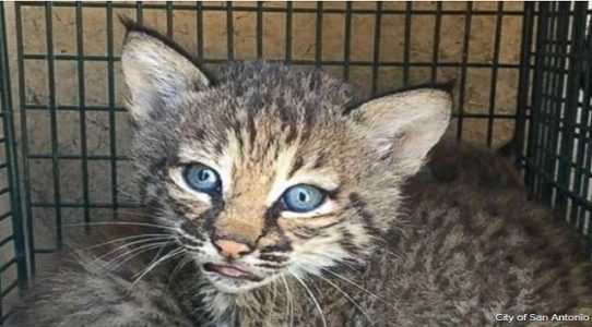 3 injured after handling bobcat kittens they mistook for domestic kittens