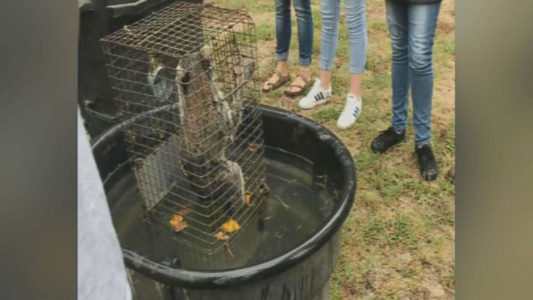 Teacher allegedly captured drowning raccoons in front of students, video shows
