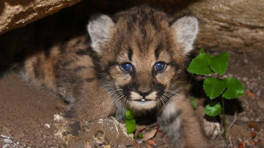National Park Service researchers find litter of mountain lion kittens near Los Angeles