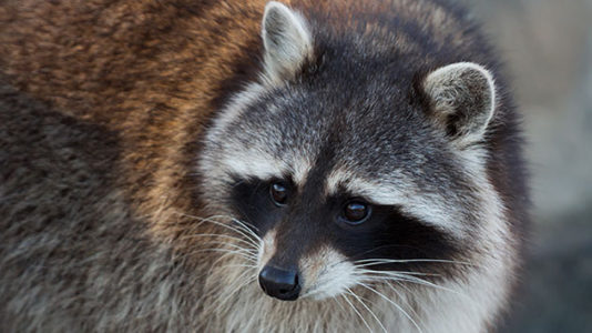 Raccoon scales 20-story skyscraper, rises to social media stardom
