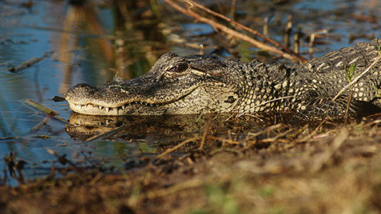 These are the animal attacks that happened this week