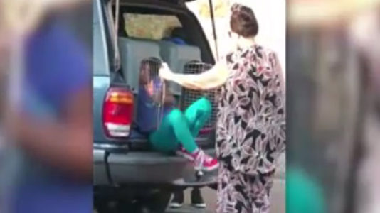 Memphis grandmother arrested for allegedly driving with kids in dog kennels