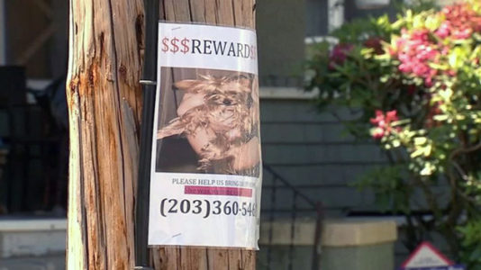 Dognapping spree targeting purebred Yorkies has Connecticut town’s pet owners on edge