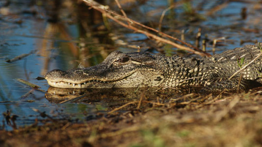 Warning issued days before Florida woman attacked and killed by alligator: Report
