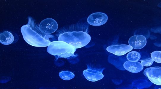 How ‘perfect storm’ of jellyfish stung 1,200 Florida beach-goers within days: Local officials