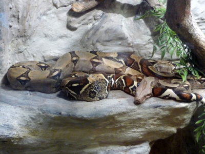 Boa constrictor found after getting loose in neighborhood