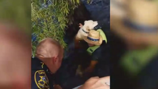 Boater and 2 dogs rescued from tree after their boat sank in Louisiana