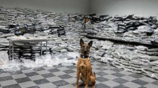 Police dog sniffs out $10 million worth of drugs