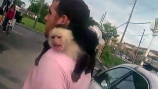 Body camera footage shows monkey clinging to its owner as he’s arrested for allegedly stealing a car