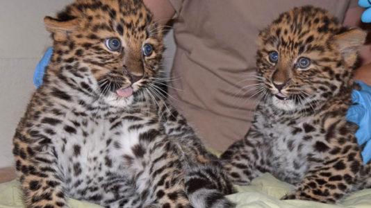 Endangered Amur leopard cubs born at Illinois zoo
