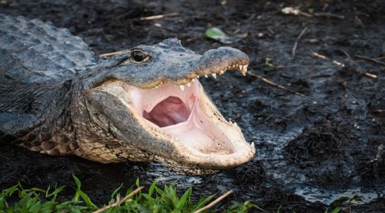 Florida woman killed by alligator: How to survive an attack