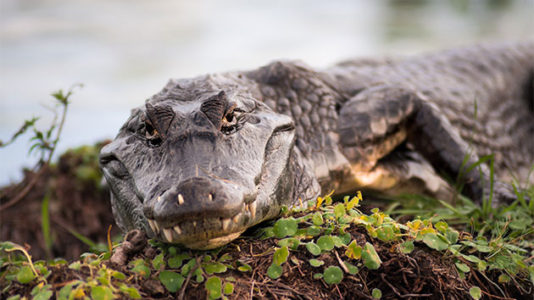 Mom dials 911 screaming her daughter’s trapped in tree, surrounded by alligators