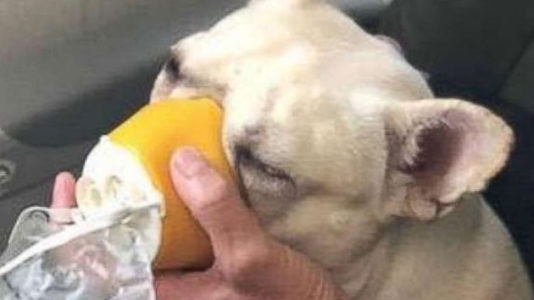 Plane crew comes to rescue of dog