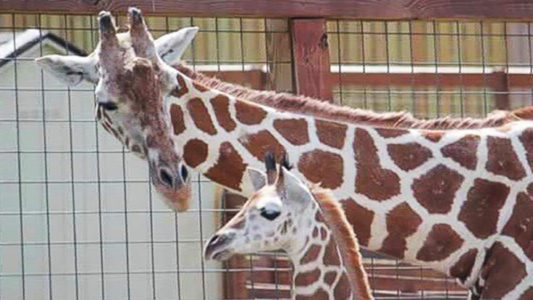 April the giraffe, whose last birth drew millions of livestreaming followers, is pregnant again
