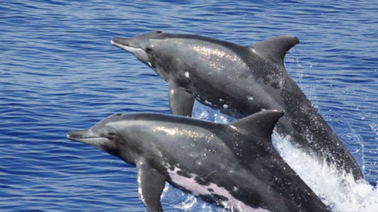 One-of-a-kind hybrid fascinates scientists