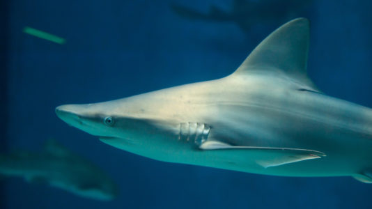 Florida, California among top sites for shark attacks in the US