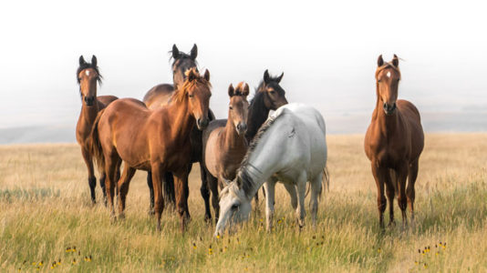 Activists fear mass roundup of wild horses with government rule change