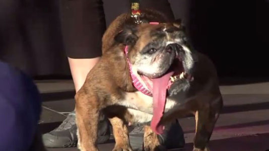 Zsa Zsa, the ‘world’s ugliest dog,’ has died at 9 years old