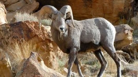 Utah announces plans to restore bighorn sheep population