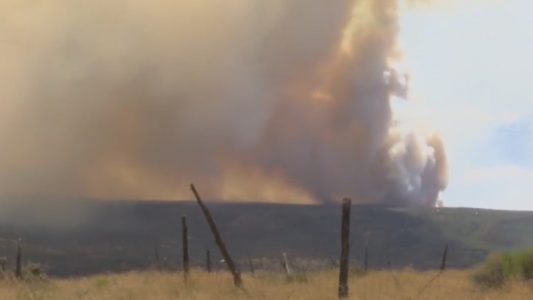 Signs of new life unfolding a year after wildfire