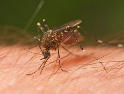 Warm Weather Means Mosquitoes Are Out Early
