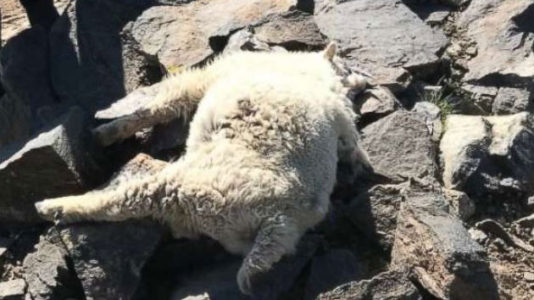 Mountain goats shot at close range on Colorado hiking trail