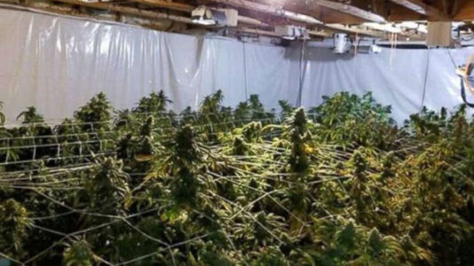 Police find $1.2M in marijuana when trying to arrest unrelated suspect