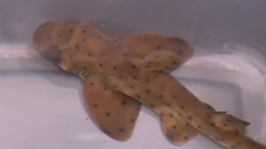 Texas man who stole shark from aquarium had ‘floor-to-ceiling tanks’ in his house