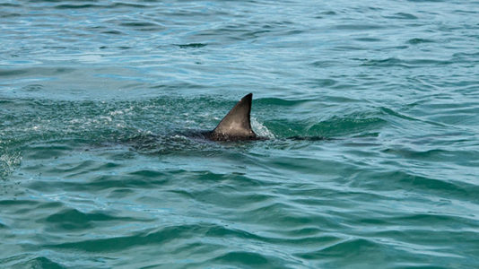 Officials confirm shark attacked boy at Long Island beach