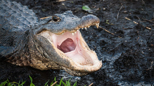 Woman killed in apparent alligator attack would be first in South Carolina in decades