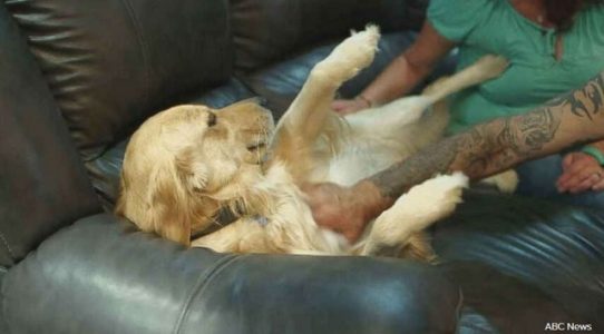 Lender threatens to take dog back after saying woman was only leasing him