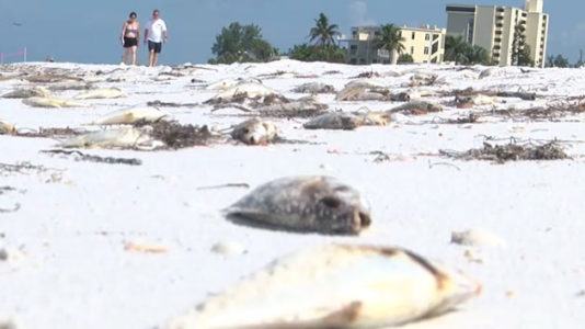 Toxic red tide blooms are creeping up Florida’s west coast, killing marine life and irritating humans