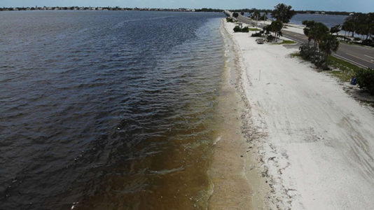 State of emergency declared in Florida amid toxic red tide outbreak on Gulf coast